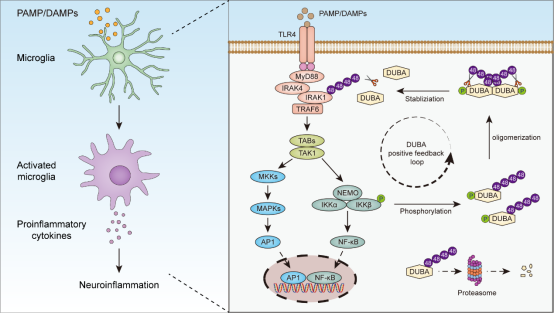 1758769439374029748.png image.png